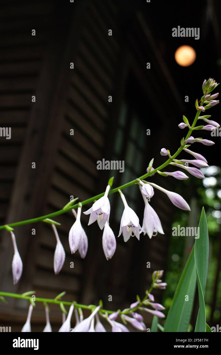 Closeup of blooming Hosta, Plantain lilies with a wooden house in the background. Shallow depth of field. Stock Photo