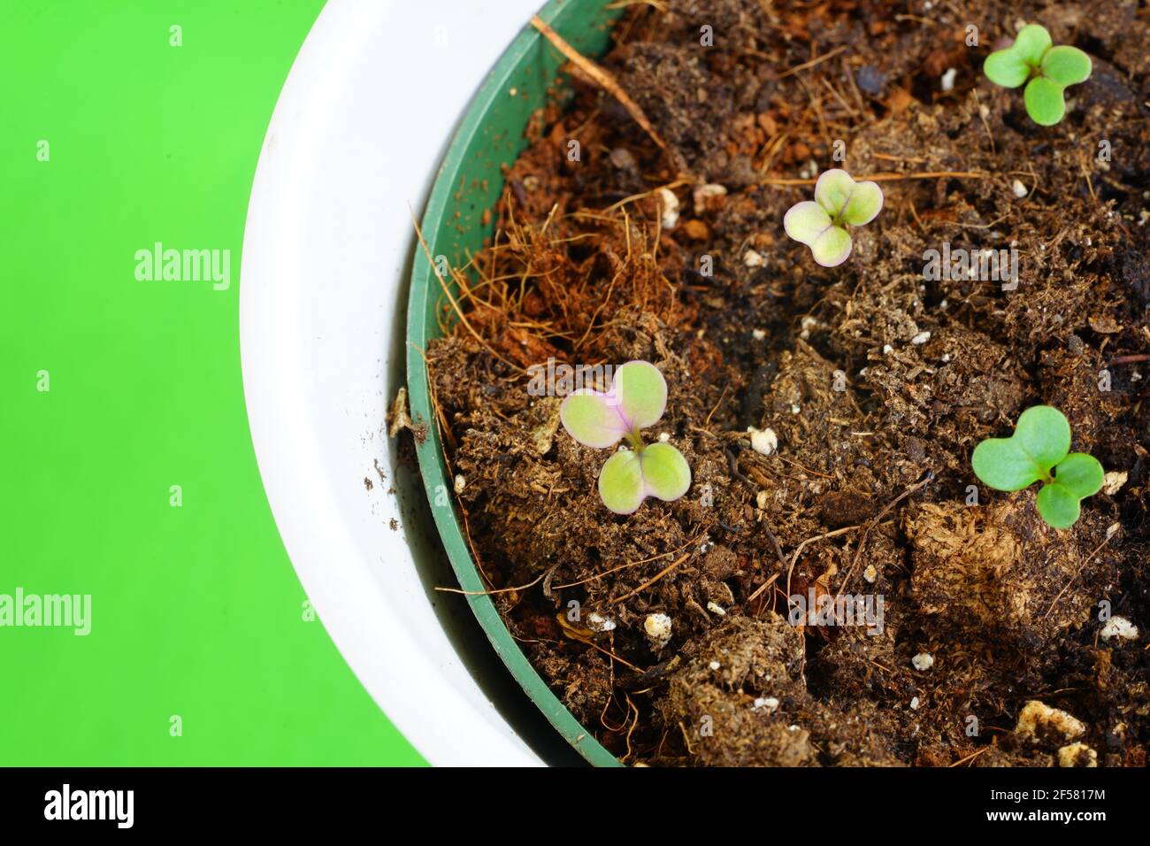 Growing kale seeds in soil in a pot Stock Photo - Alamy
