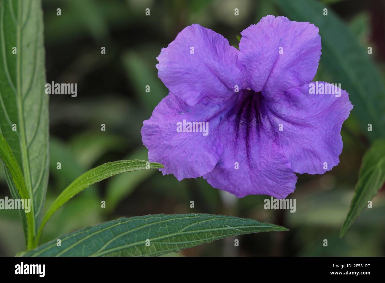 Close up beautiful purple Mexican petunia with selective focus. Macro of Mexican petunias ruellia simplex in bloom Stock Photo