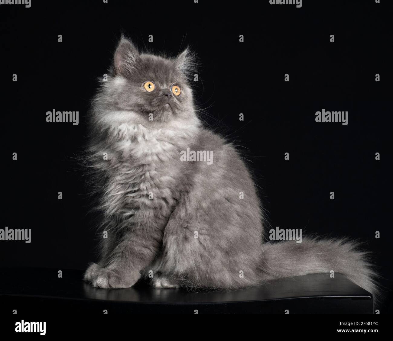 Beautiful long haired grey ragamuffin kitten sitting posed against a black backdrop. Stock Photo