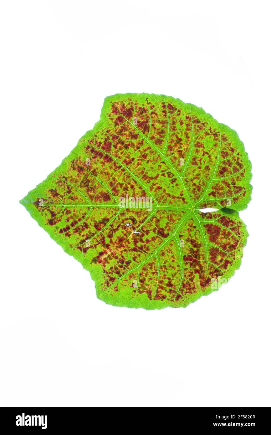 A close up of a grape leaf affected by Grapevine leafroll virus. Red blotches spread across the leaves of the vine leaving distinctive green veins. Stock Photo