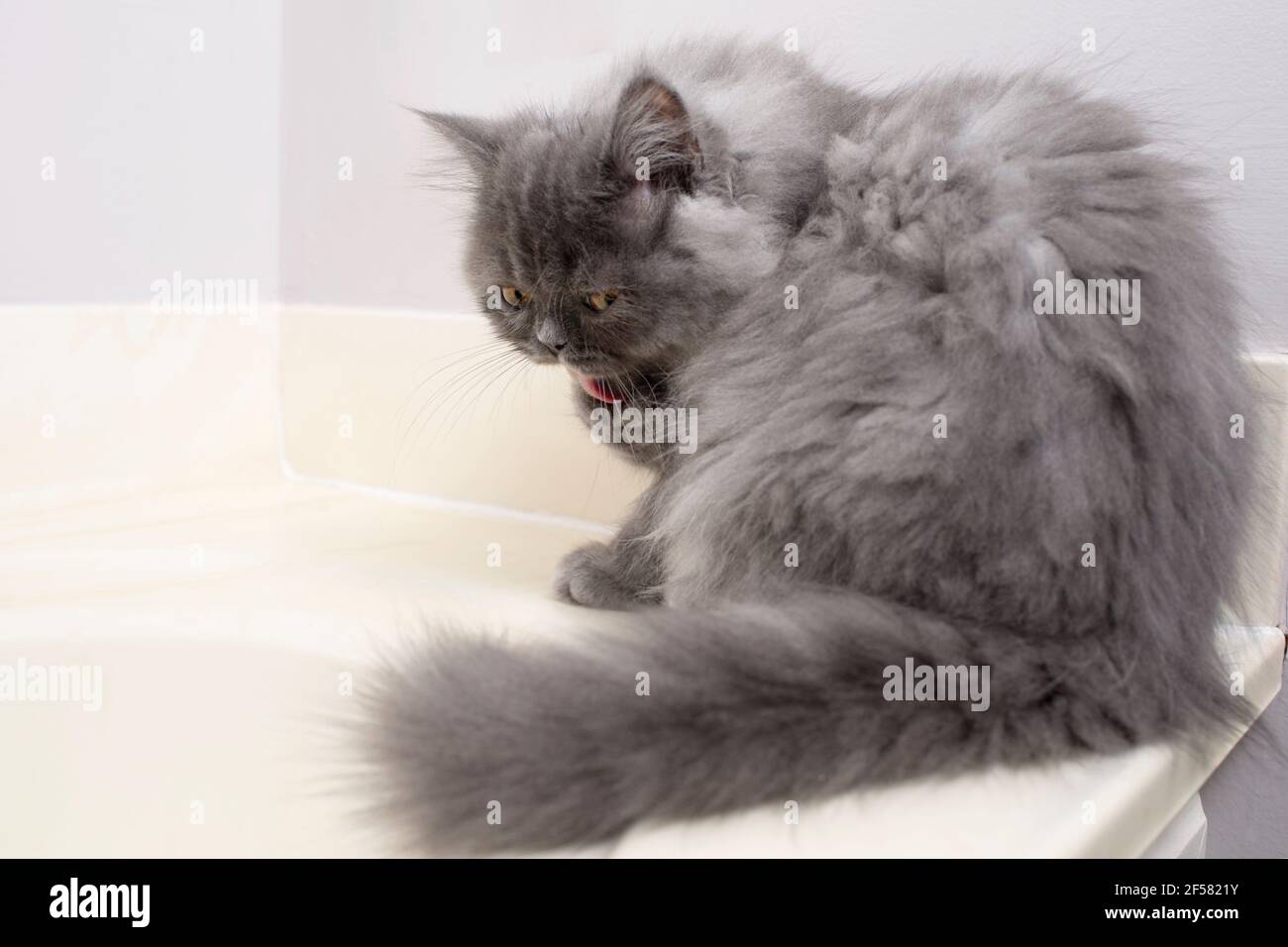 Funny grumpy looking long haired grey kitten sitting on a countertop washing his paw. Stock Photo