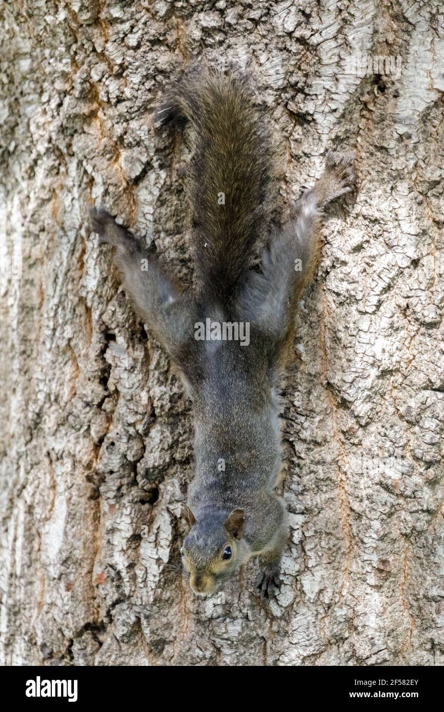 Color morphed Eastern Gray Squirrel Hanging Onto Tree Stock Photo