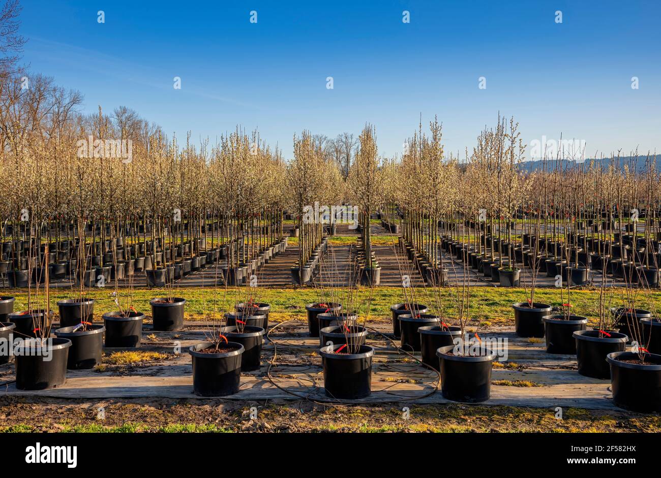 Outdoor nursery and plant seedlings in plastic containers on Sauvie