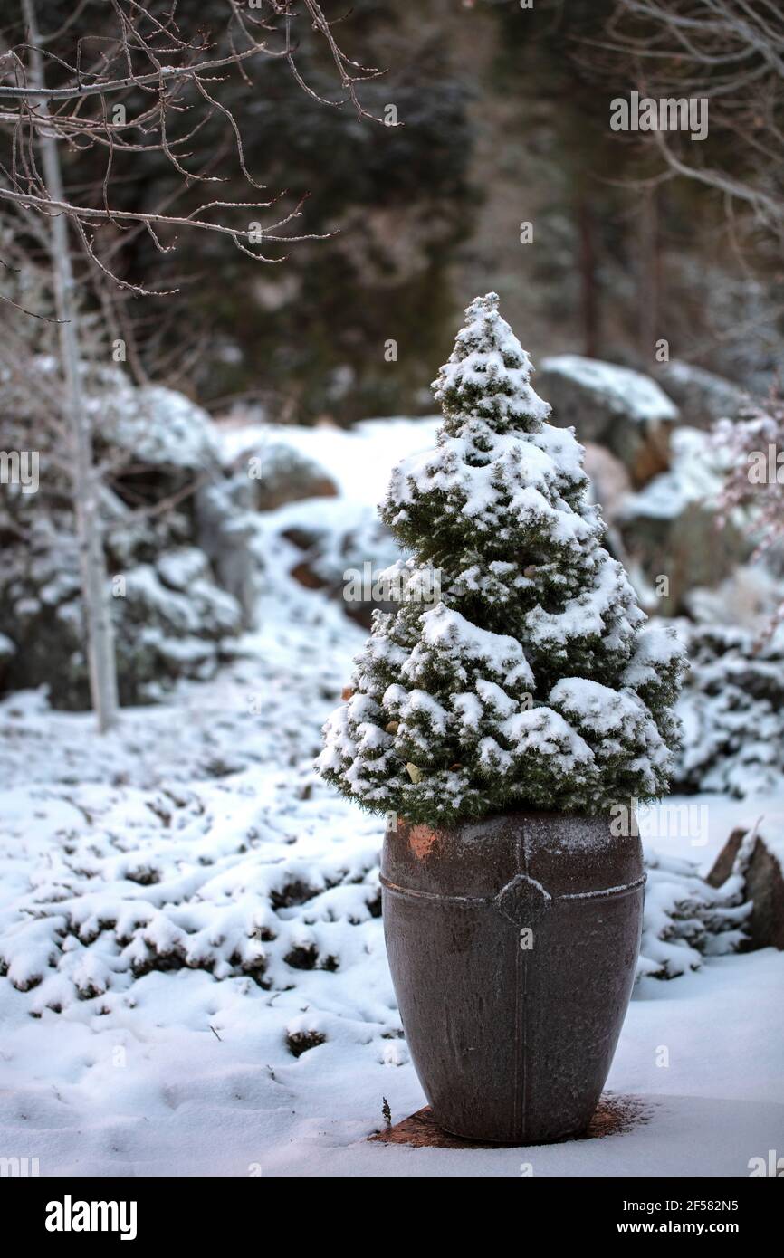 Snow covered potted dward Alberta Spruce Pine tree in winter in a mountain community in Prescott, Arizona Stock Photo