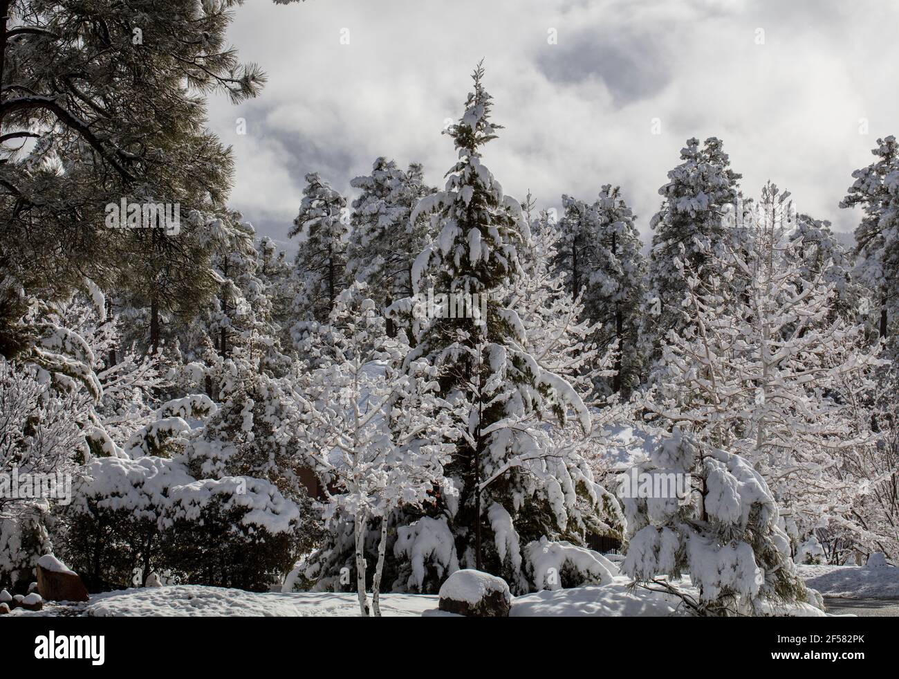 Ponderosa Pines and Cedar covered in snow after a winter storm in Prescott Arizona Stock Photo