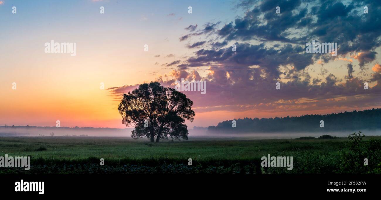 Beautiful sunrise over green field and single tree in a summer morning ...