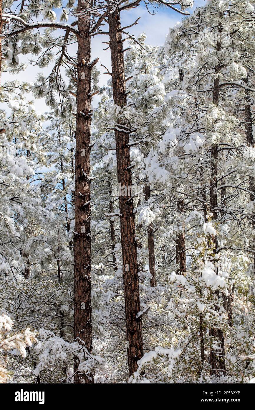 Prescott Arizona Ponderosa pines covered in snow after a winter storm Stock Photo