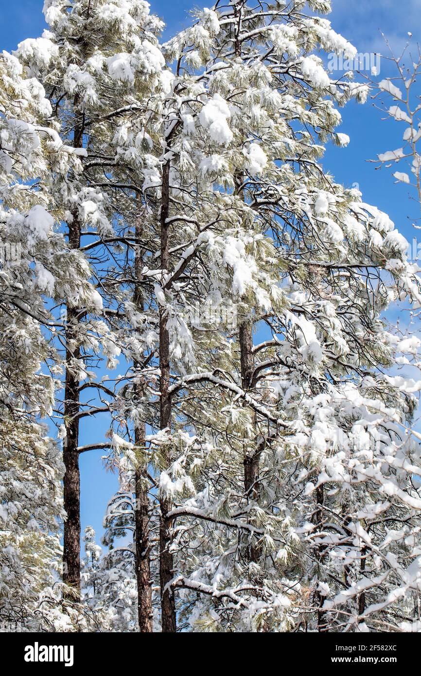 Prescott Arizona Ponderosa pines covered in snow after a winter storm