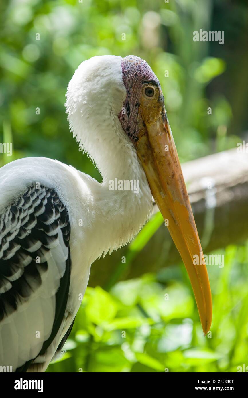 the closeup image of painted stork.  It is a large wader in the stork family. It is found in the wetlands of the plains of tropical Asia Stock Photo