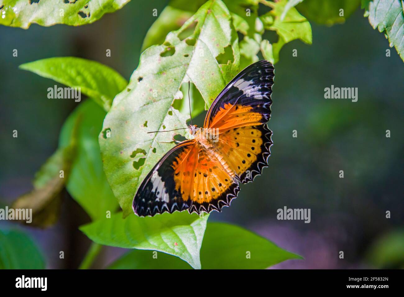 Male leopard lacewing butterfly hires stock photography and images Alamy