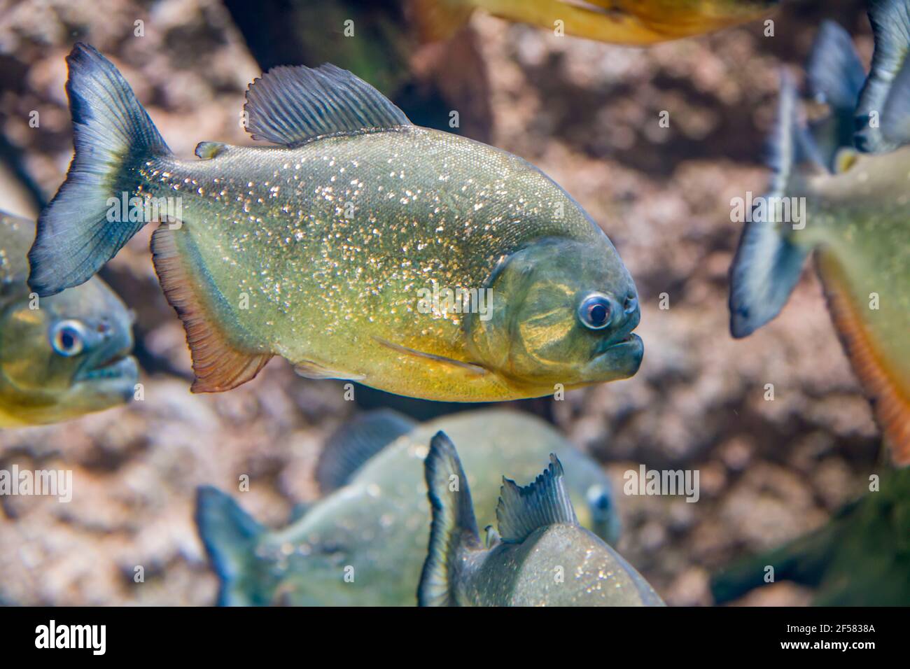 The red-bellied piranha (Pygocentrus nattereri) is a species of piranha native to South America. They are omnivorous foragers and feed on insects Stock Photo