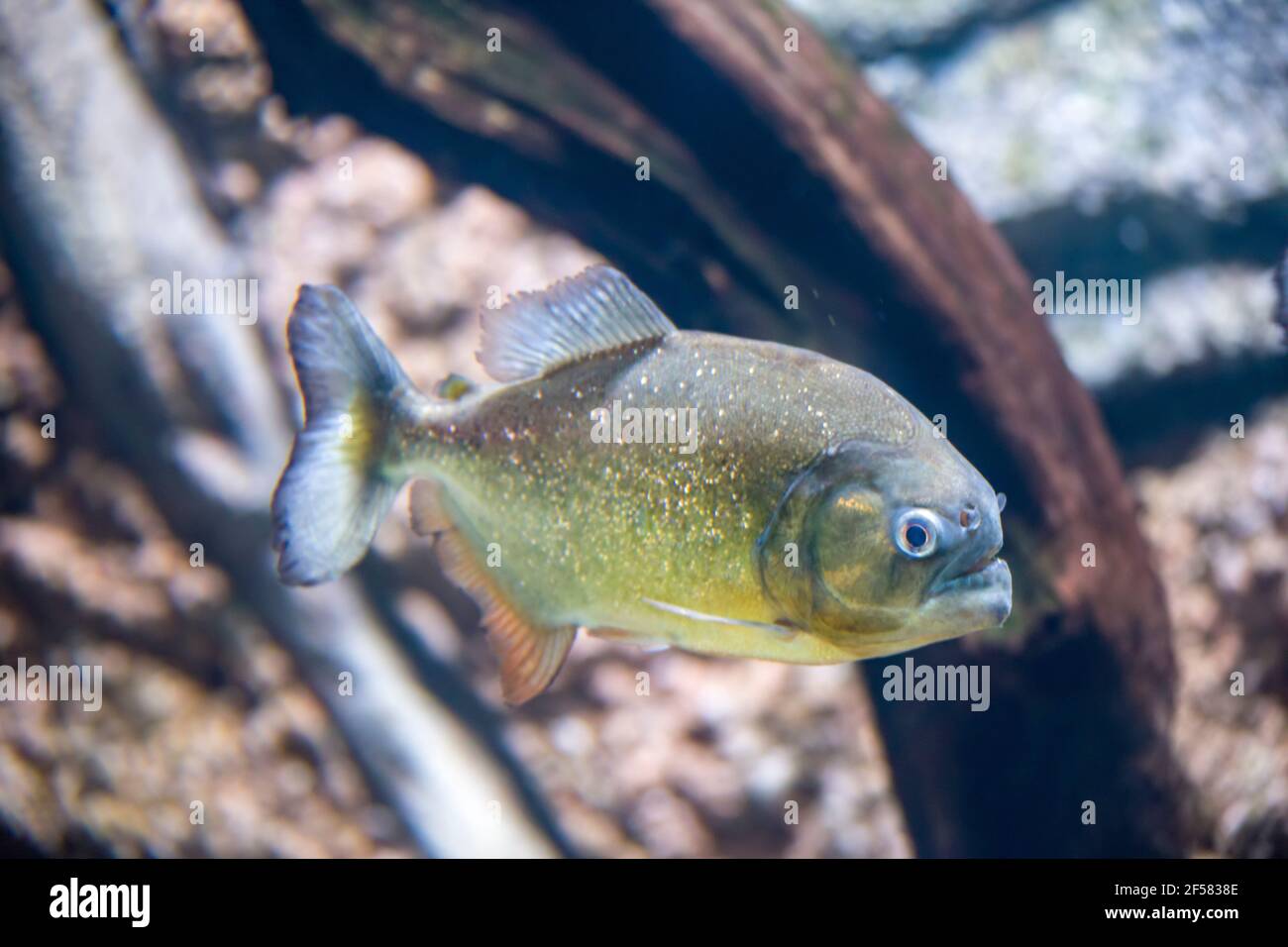 The red-bellied piranha (Pygocentrus nattereri) is a species of piranha native to South America. They are omnivorous foragers and feed on insects Stock Photo