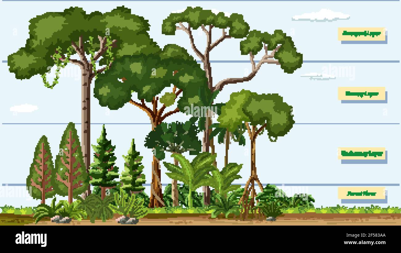 Layers of a Rainforest with name illustration Stock Vector Image & Art Alamy