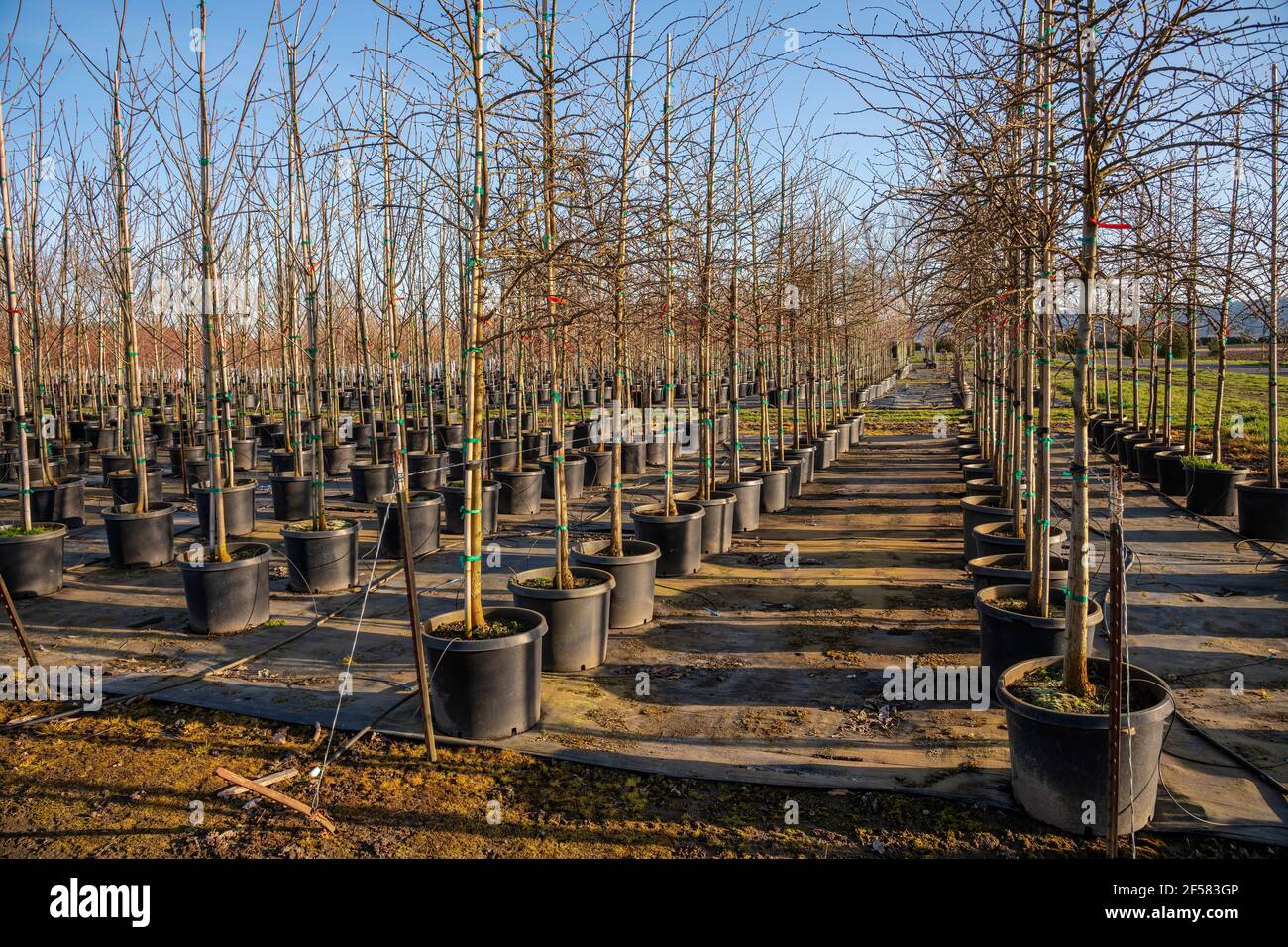 Outdoor nursery and plant seedlings in plastic containers on Sauvie