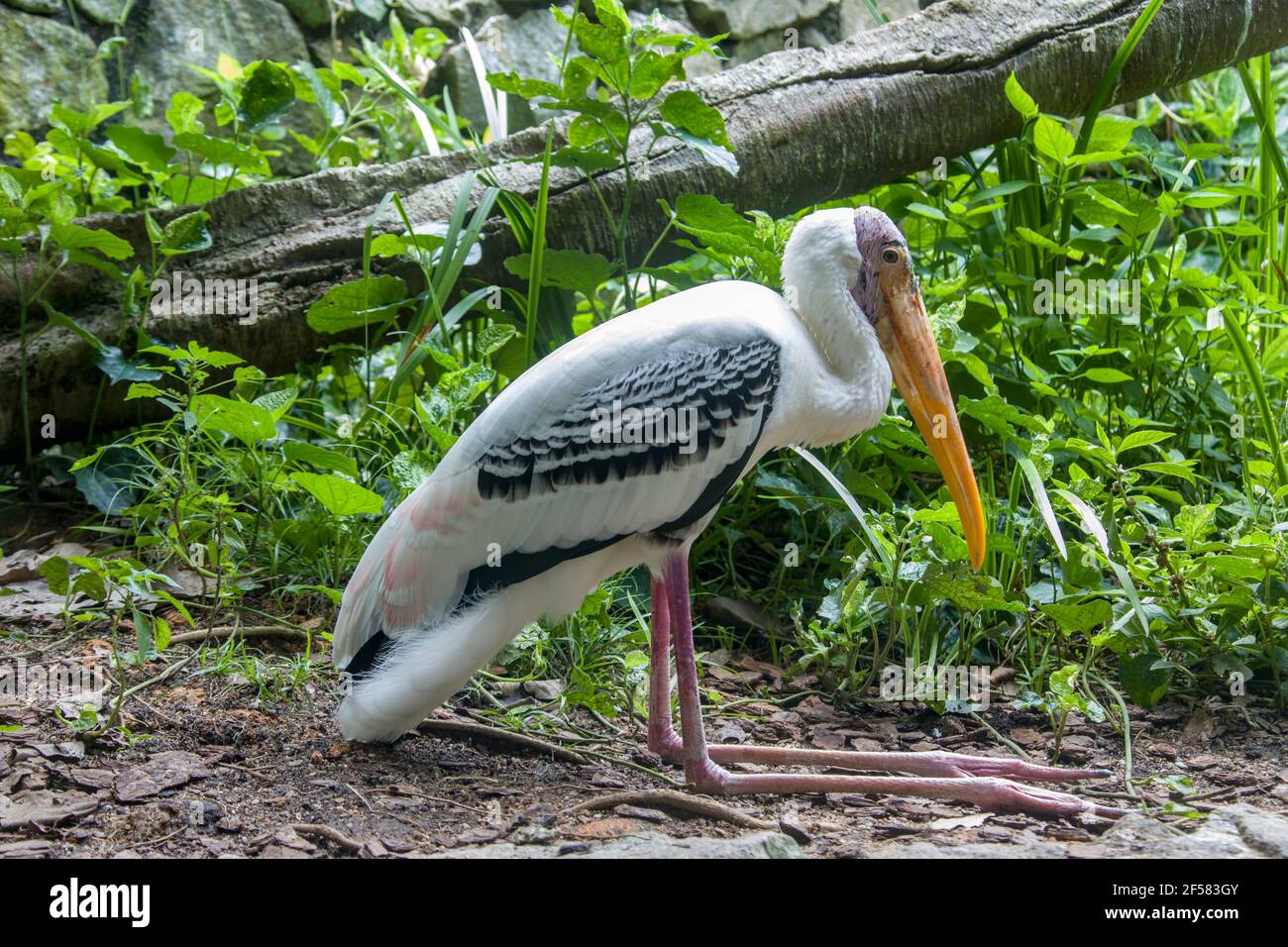 the painted stork is sitting on ground.  It is a large wader in the stork family. It is found in the wetlands of the plains of tropical Asia Stock Photo