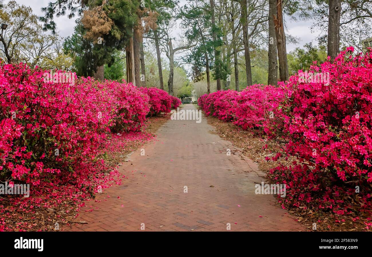 Pink azaleas lead to the Grotto of Lourdes at Spring Hill College, March 21, 2021, in Mobile, Alabama. Stock Photo