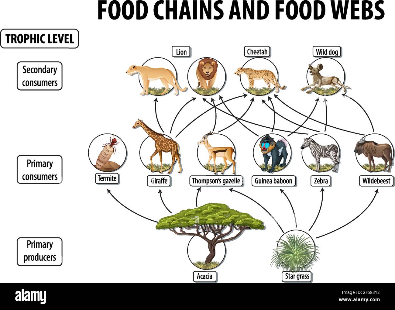 Education poster of biology for food webs and food chains diagram  illustration Stock Vector Image & Art - Alamy