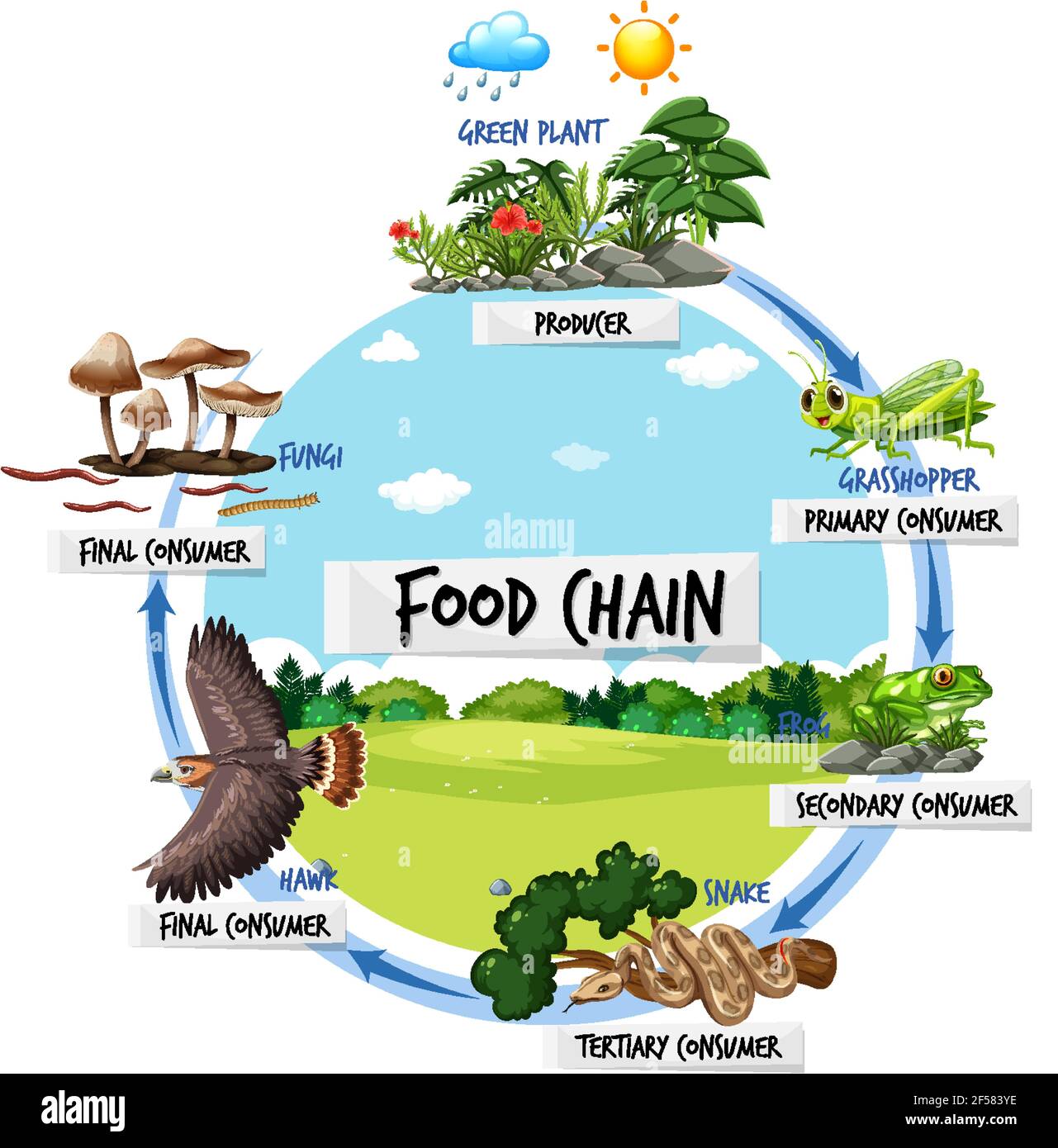 Food chain diagram concept illustration Stock Vector Image & Art Biology Diagrams