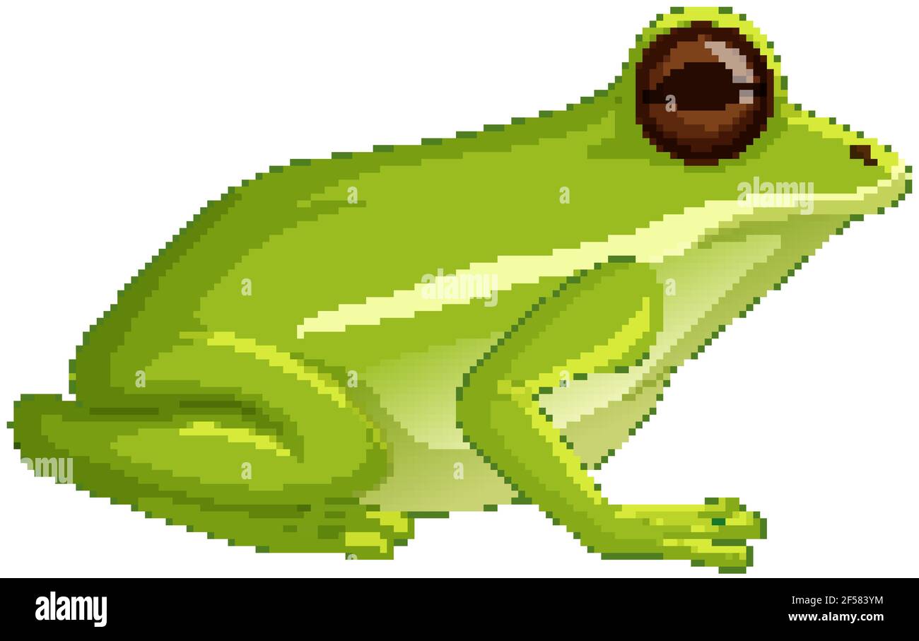 Green tree frog sitting isolated on white background illustration Stock ...