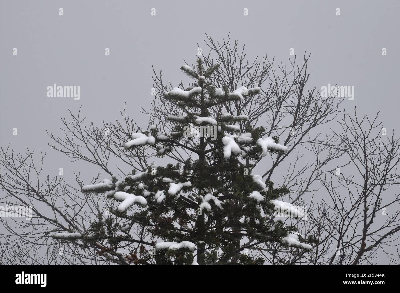 Christmas tree covered with snow and silvery mist with dense fog Stock ...