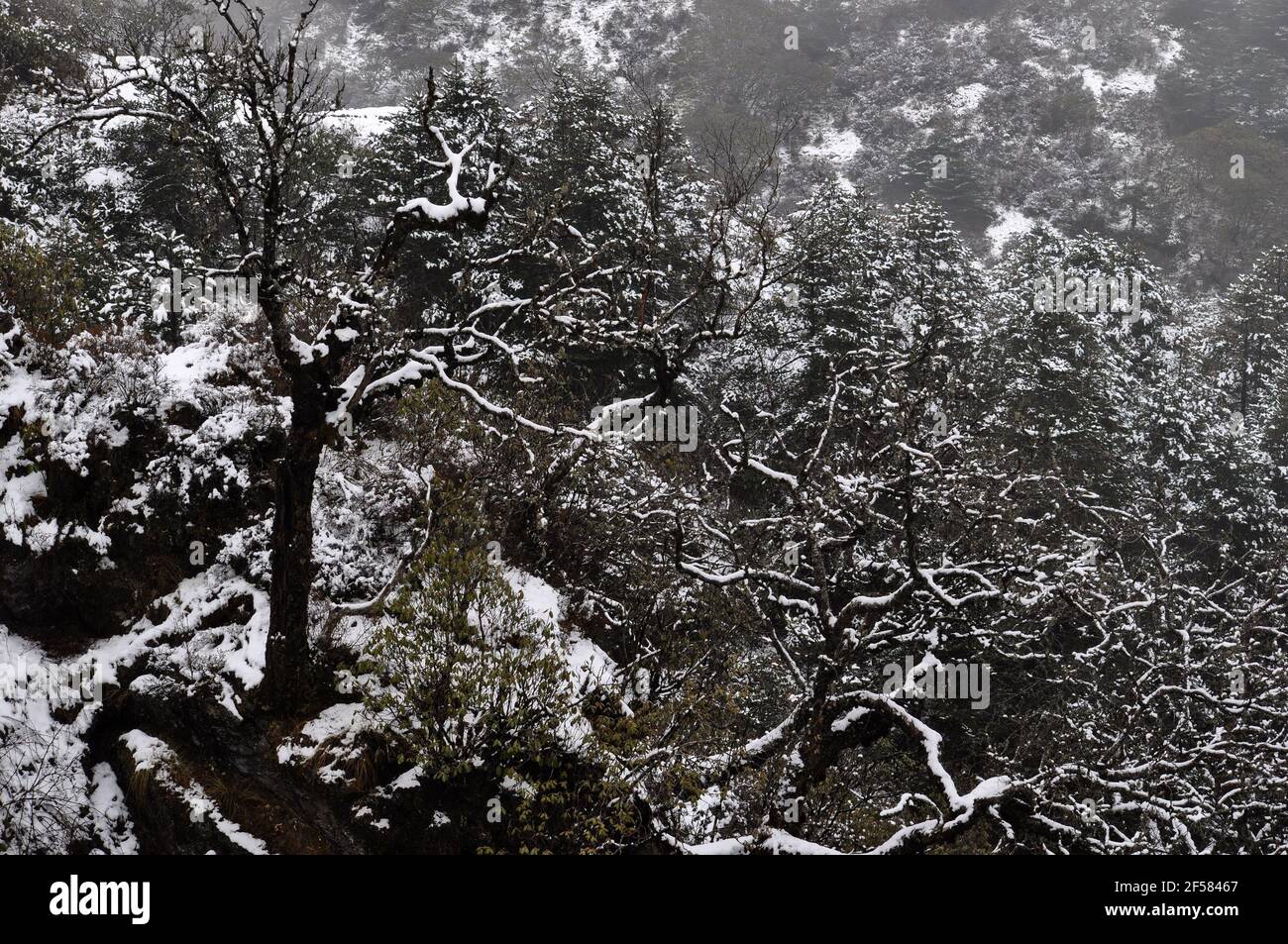 Leafless black branches trees covered with snow and silvery mist and ...