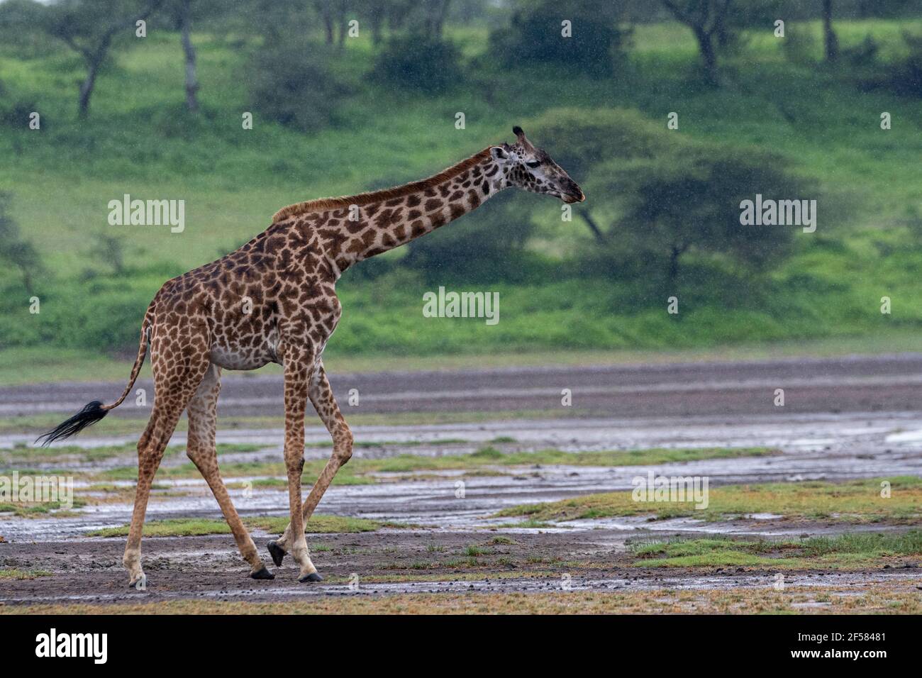 Masai Giraffe Giraffa Camelopardalis Tippelskirchi Ndutu Ngorongoro Masai Giraffe Giraffa Camelopardalis Tippelskirchi Ndutu Ngorongoro
