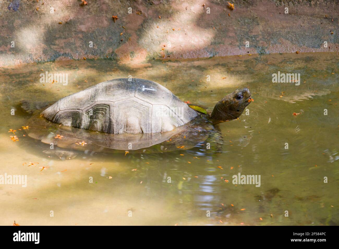 The Asian forest tortoise (Manouria emys) in the pond.  It is a species of tortoise in the family Testudinidae. The species is endemic to SEA. Stock Photo