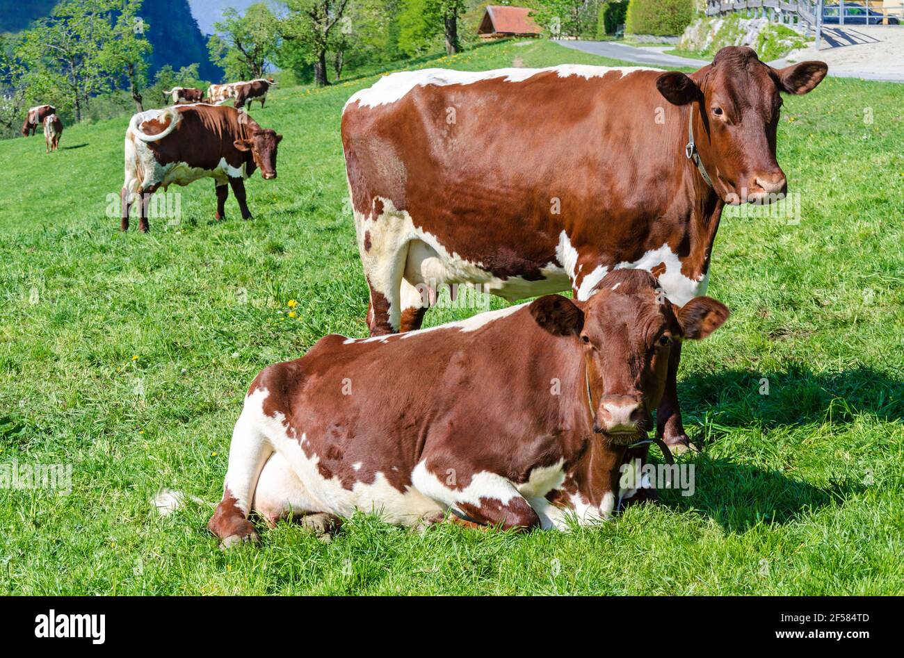 Pinzgauer cows in a field next to a farm. Pinzgauer cattle on green pasture in springtime. A breed of domestic cattle from Pinzgau region of Salzburg. Stock Photo