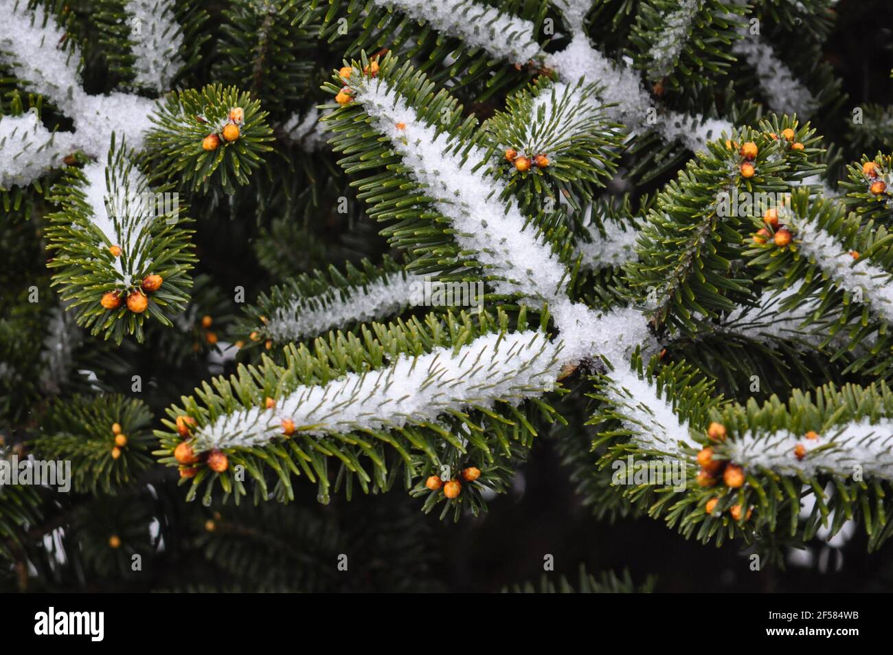 Macro view of Green christmas tree leaves and orange coloured fruit covered with crystaline snow Stock Photo