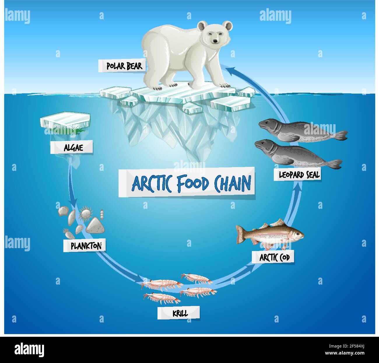 Arctic Food Chain Diagram Concept illustration Stock Vector