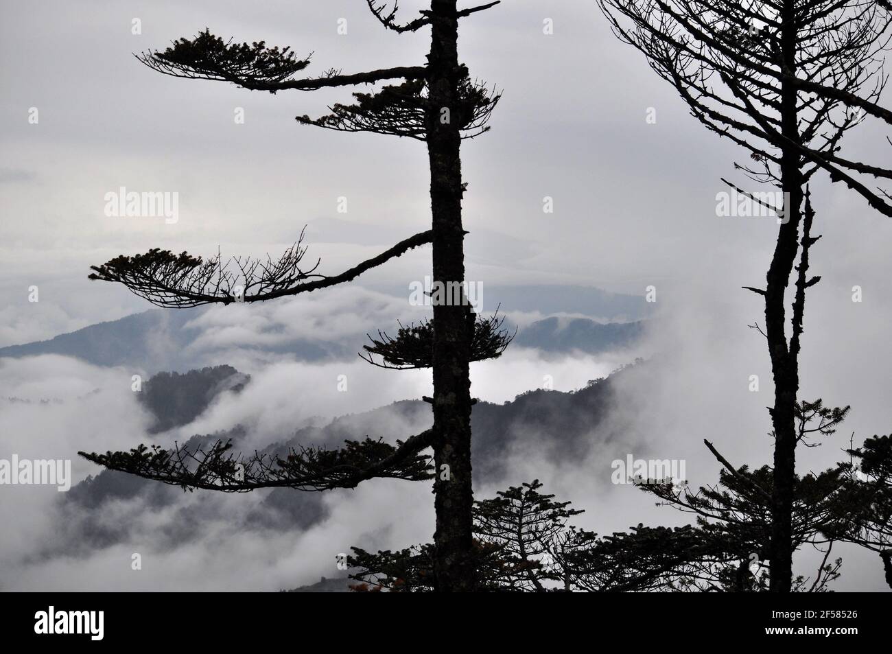 Panoramic view of rows of mountain ridges , pine tree forest with ...