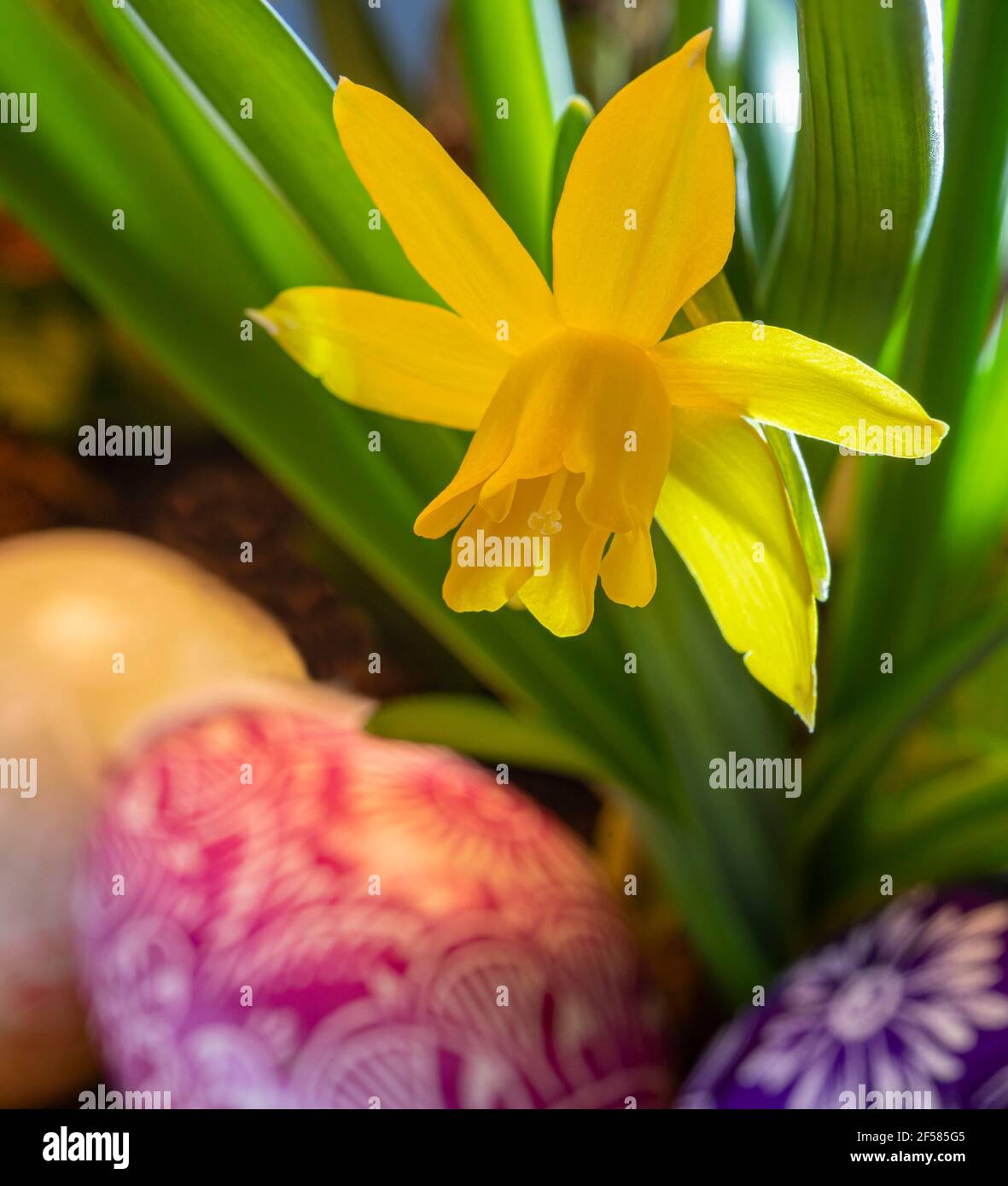 spring setting of decorated Easter eggs next to a daffodil flower Stock Photo