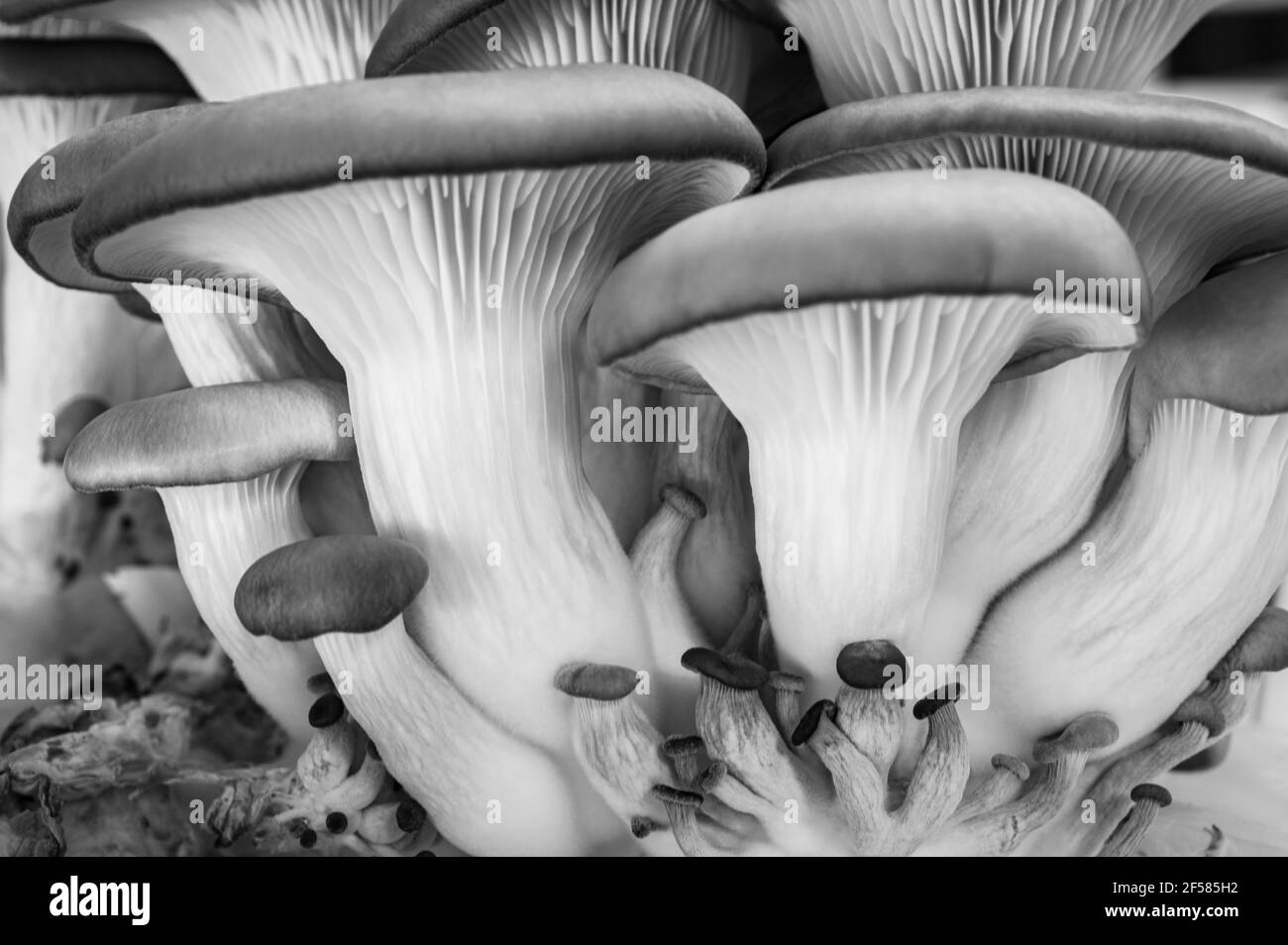 oyster mushrooms growing Stock Photo