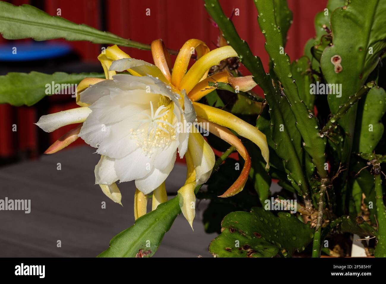 'Philippe Soulier' Orchid Cactus, Bladkaktus (Epiphyllum hybrid) Stock Photo