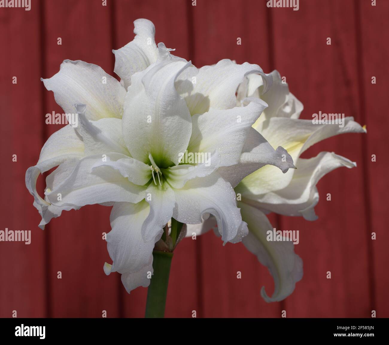 'Double White' Hippeastrum, Amaryllis (Hippeastrum x hortorum) Stock Photo