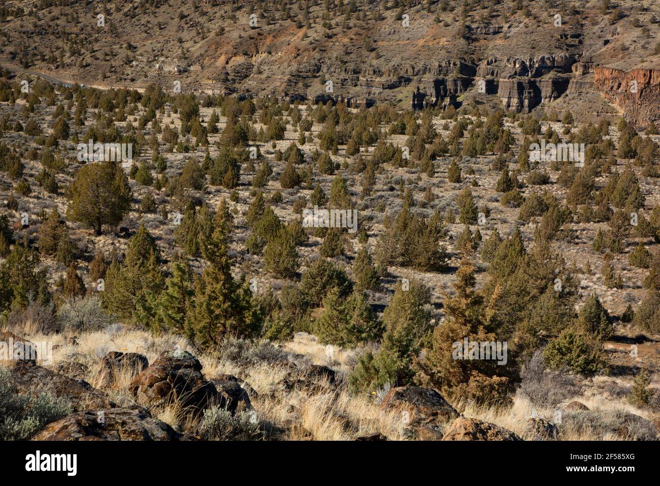 Western juniper (Juniperus occidentalis) high desert along Tam-a-Lau ...