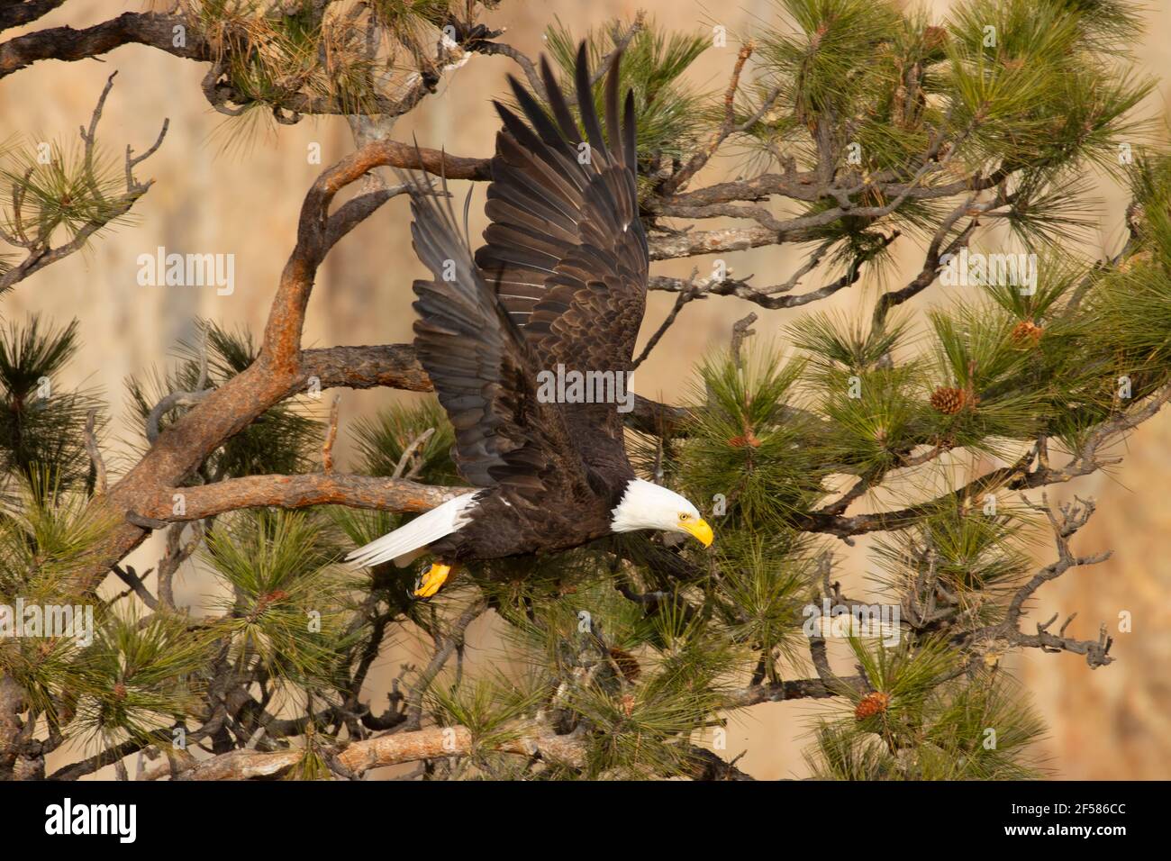 Bald eagle (Haliaeetus leucocephalus) in flight at Smith Rocks from Rim