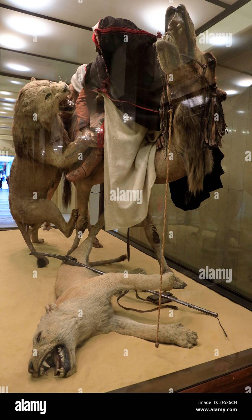 Lion Attacking a Dromedary made by French naturalist Edouard Verreaux display in Carnegie Museum of Natural History.Pittsburgh.Pennsylvania.USA Stock Photo