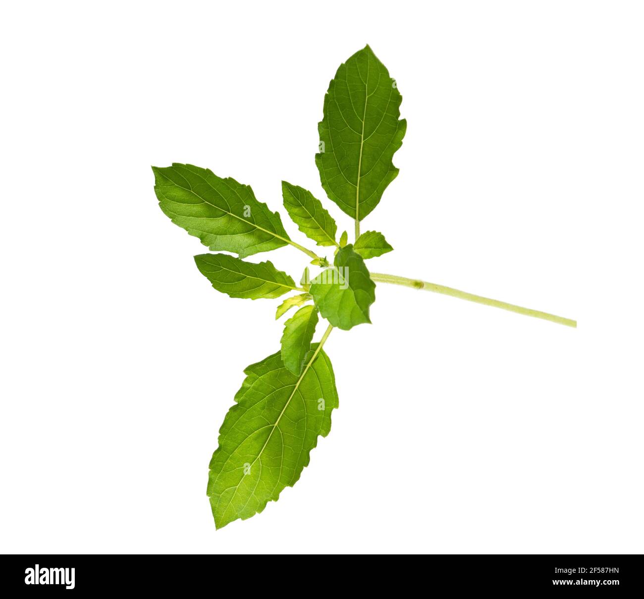 Green Basil leaf on isolated white background, Thai herb, Lamiaceae