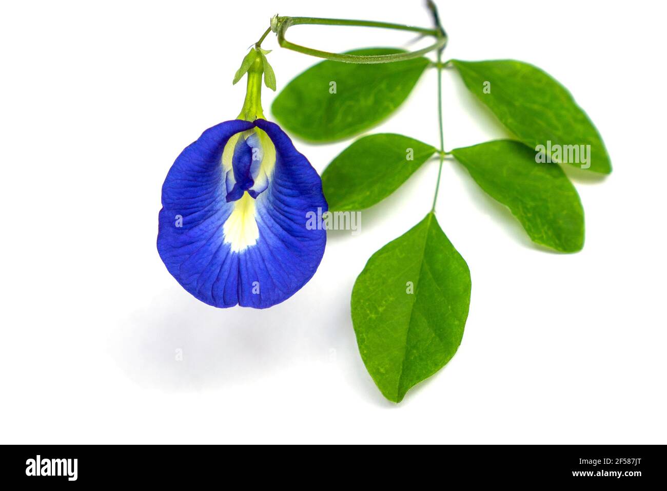 Butterfly pea flower onand green leaf isolated white background Stock