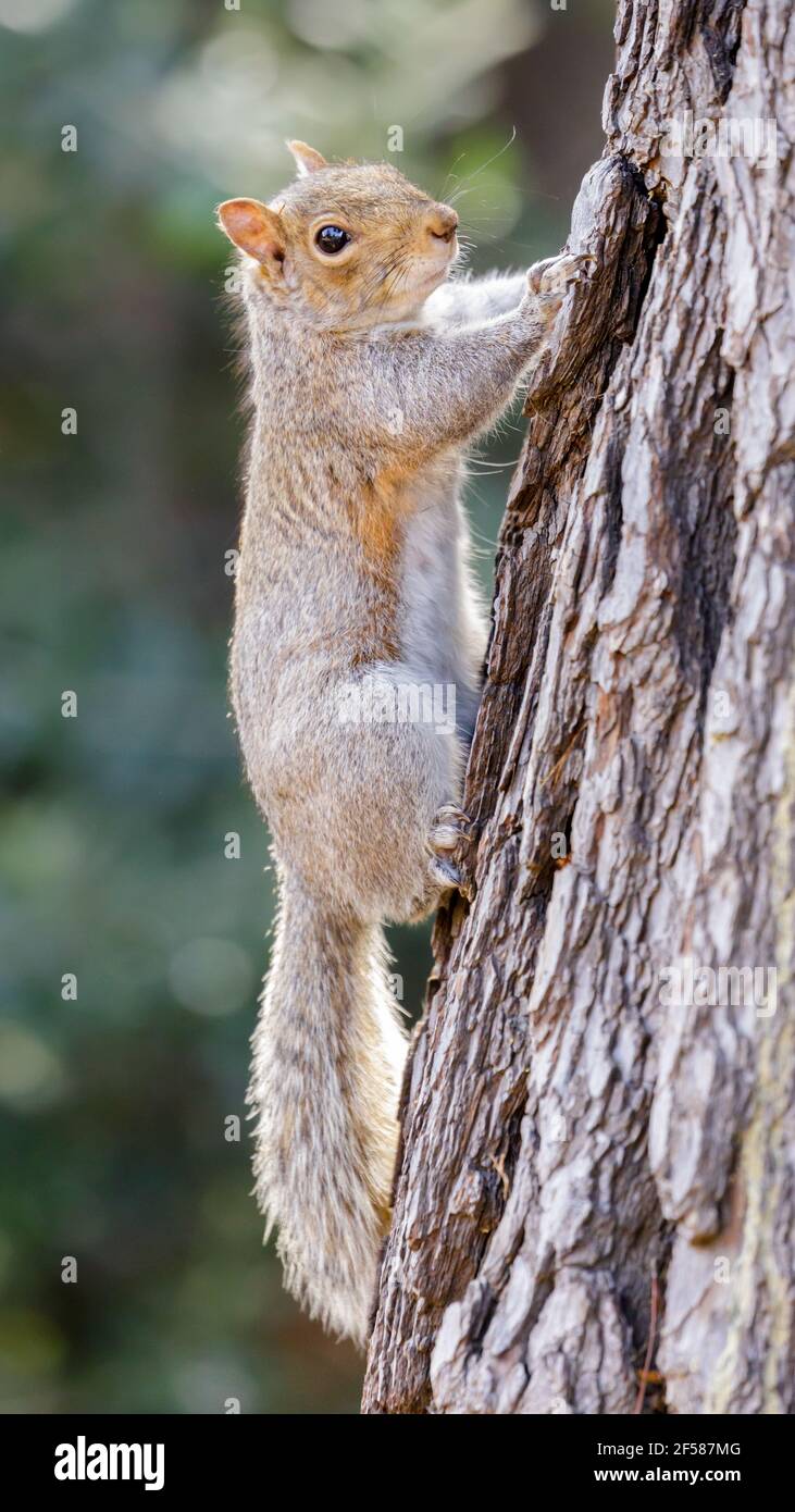 Eastern Gray Squirrel Hanging Onto Tree Stock Photo