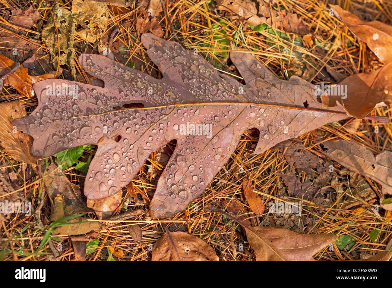 Morning Dew on a Colorful Oak Leaf in Lowden Miller State Forest in Illinois Stock Photo