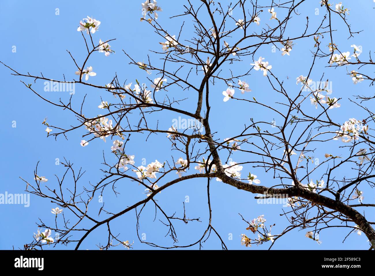 Bauhinia variegata against the blue sky Stock Photo