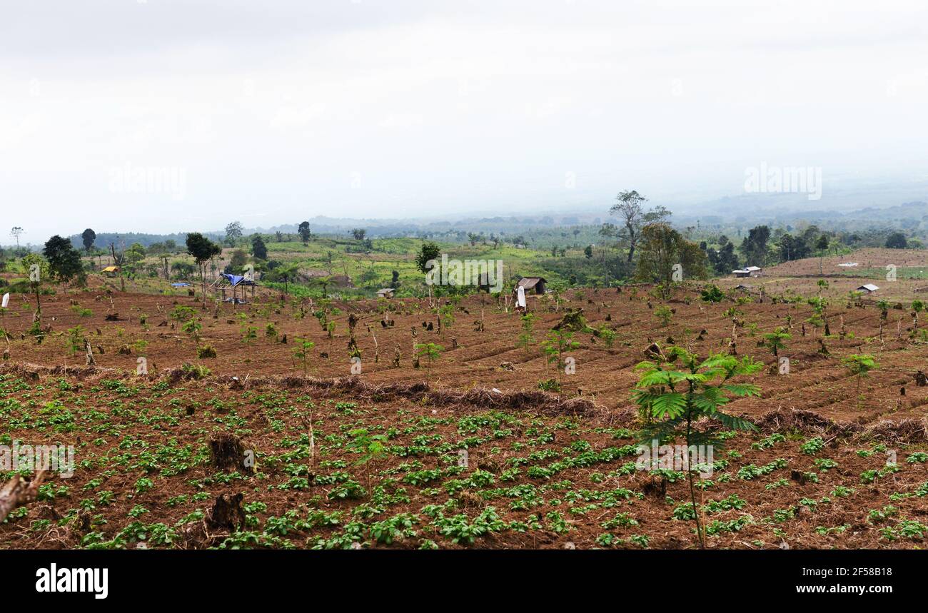 Agricultural farmland in Eastern Java, Indonesia. Stock Photo