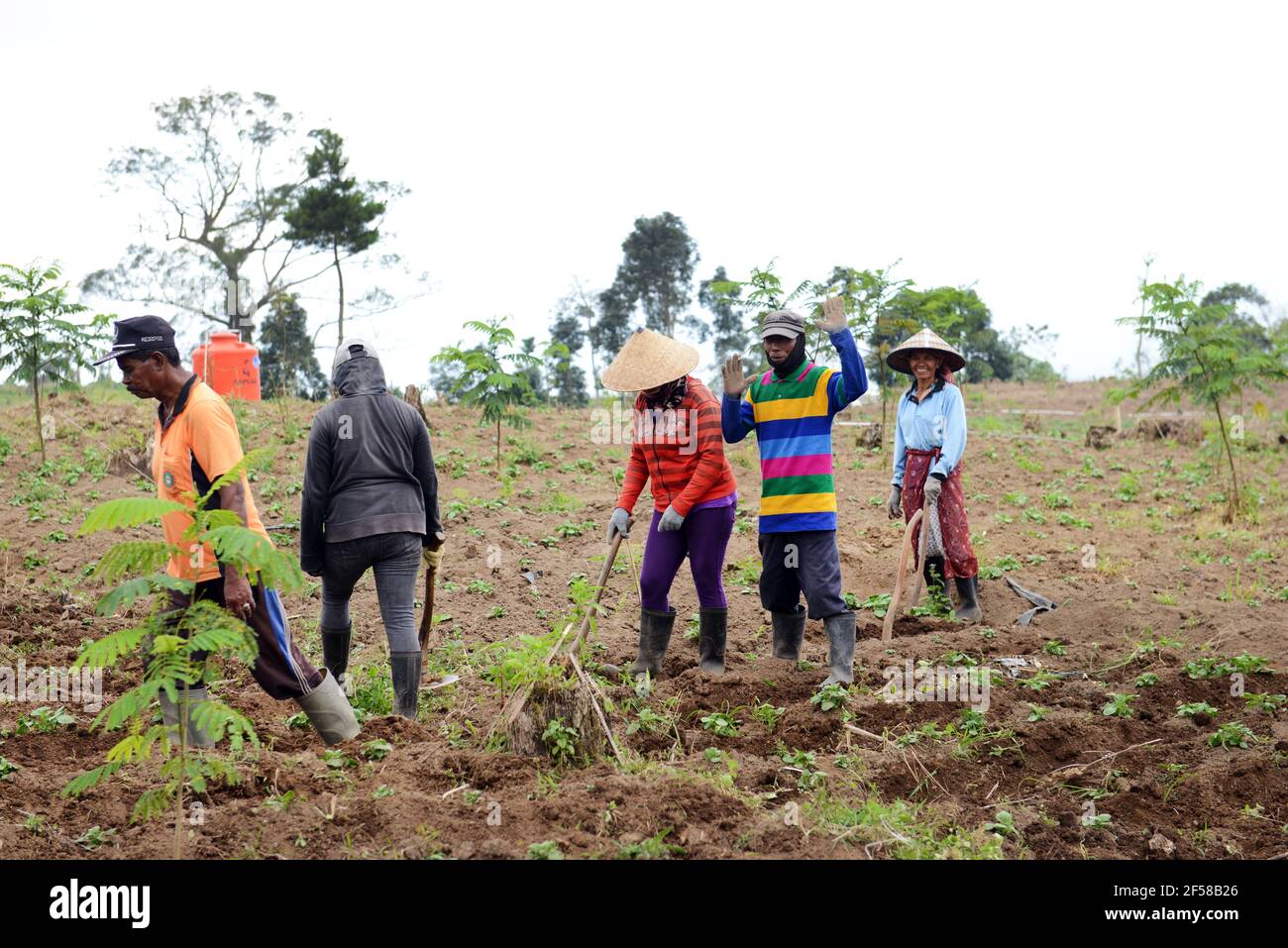 Javanese farmers working in the field. Eastern Java, Indonesia. Stock Photo