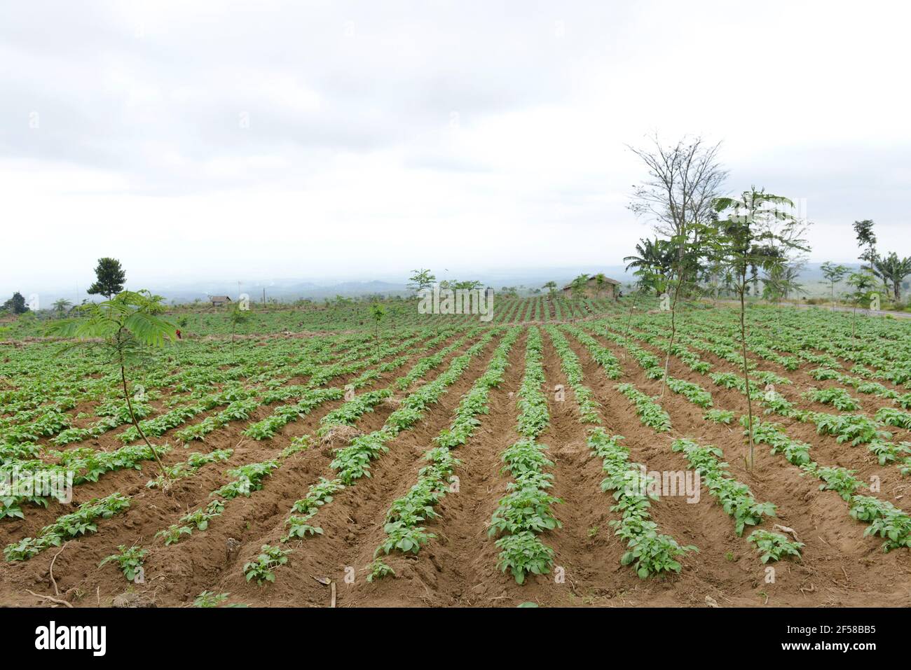 Field crops farm in Eastern Java, Indonesia. Stock Photo