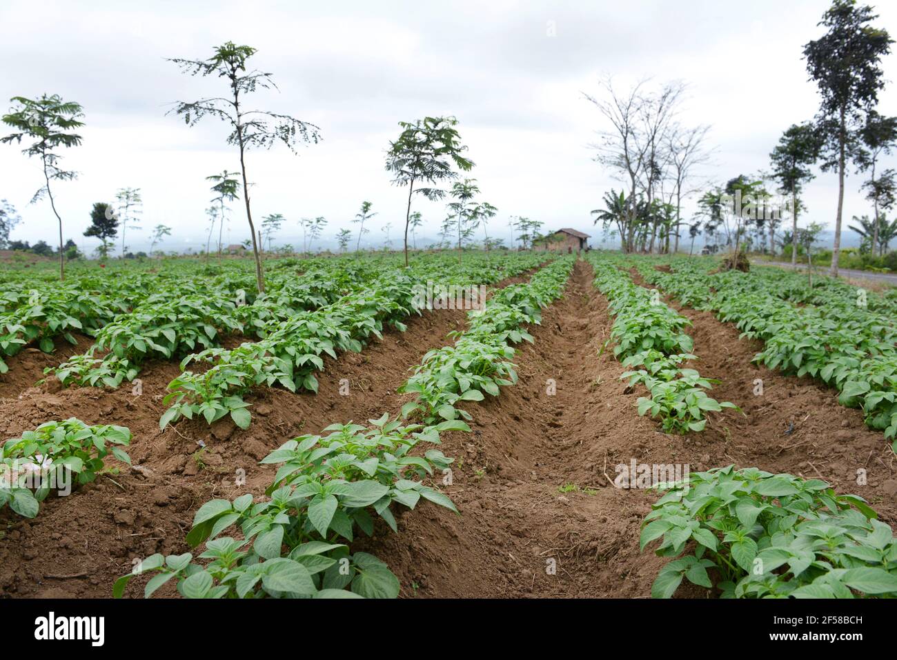 Field crops farm in Eastern Java, Indonesia. Stock Photo