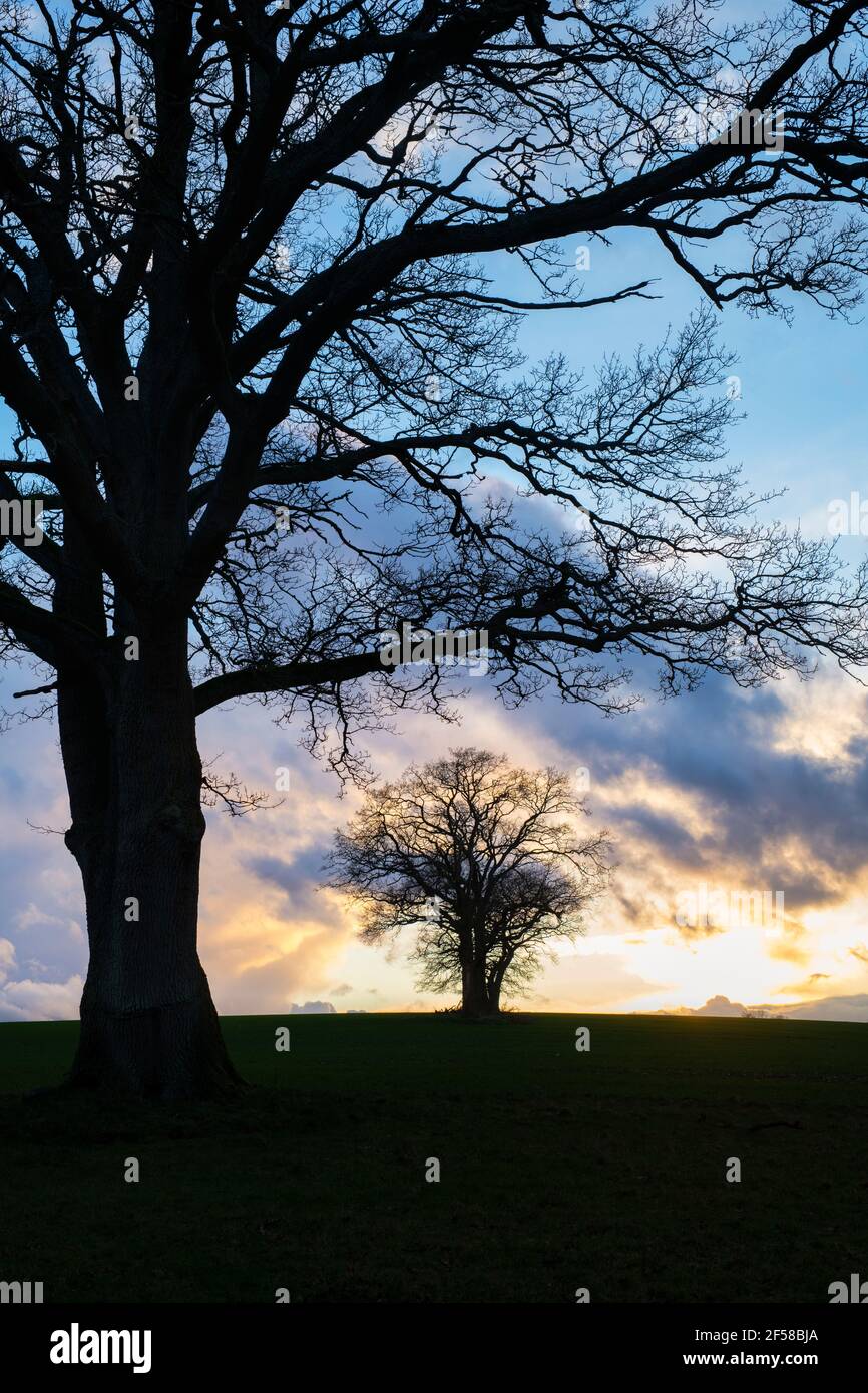 Silhouette Oak trees in early spring at sunset. Leafield, Cotswolds, Oxfordshire, England Stock Photo