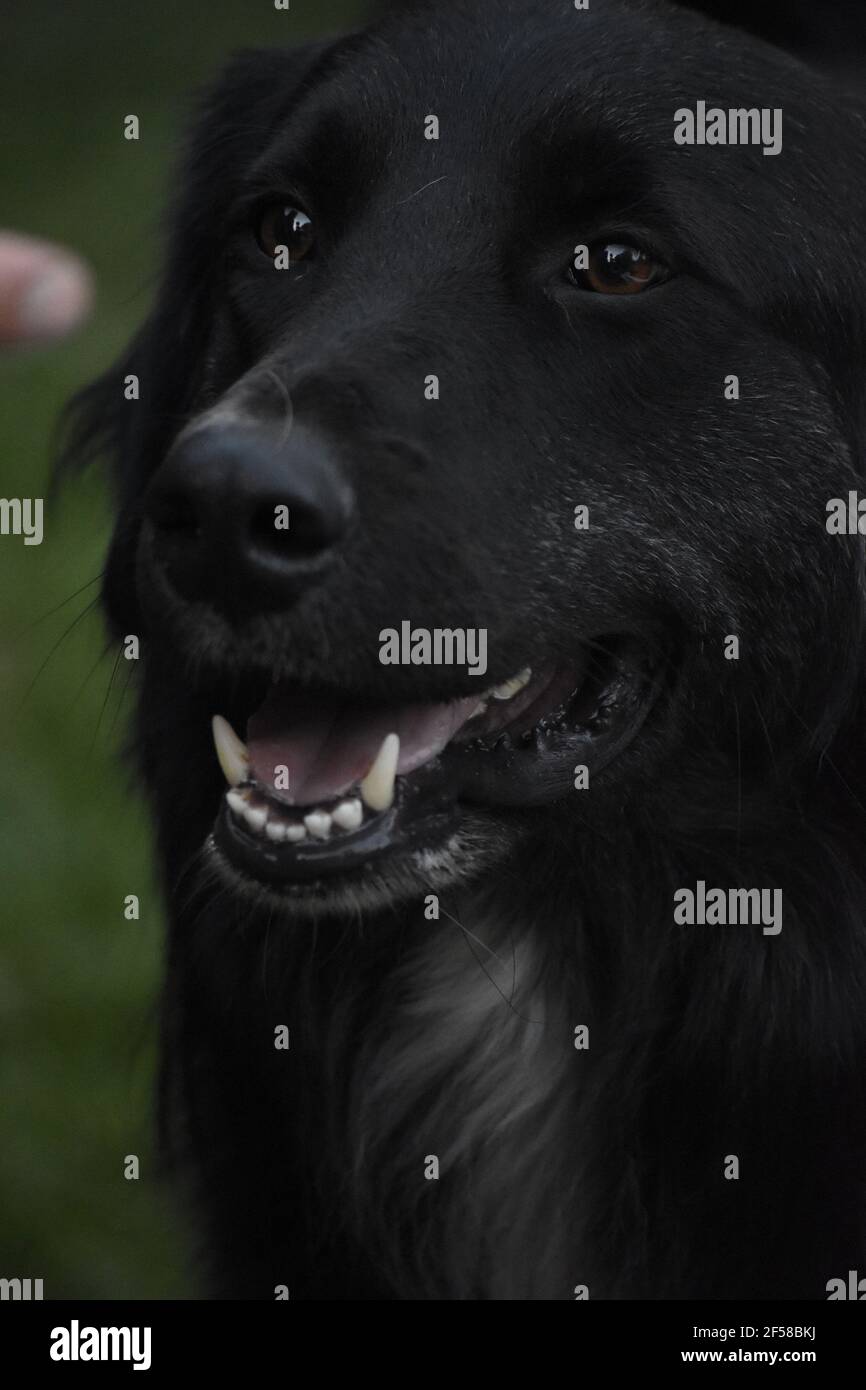 portrait of a dog Stock Photo - Alamy